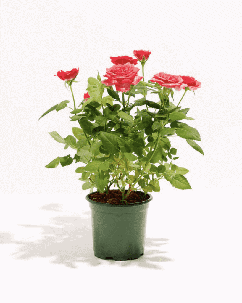 potted plants as valentine's day gift ideas